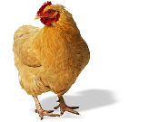 Poultry
