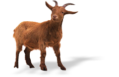 Goat Meat