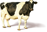 Beef
