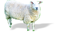 Lamb