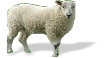 Lamb