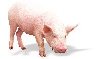 Pork